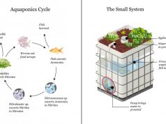 5 Things You Should Take Into Consideration When Building an Aquaponic System