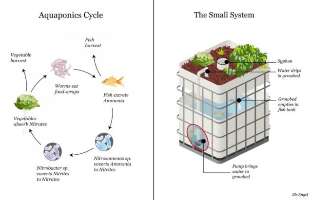 5 Things You Should Take Into Consideration When Building an Aquaponic System