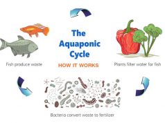Starting Your Own Aquaponic Business or Hobby