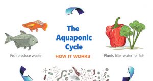 Starting Your Own Aquaponic Business or Hobby