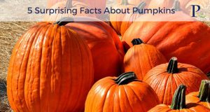 5 Surprising Facts About Pumpkins