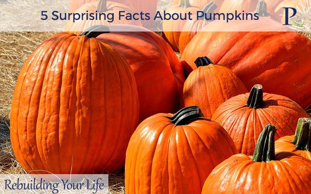 5 Surprising Facts About Pumpkins