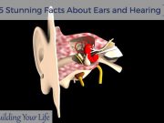 5 Stunning Facts About Ears and Hearing