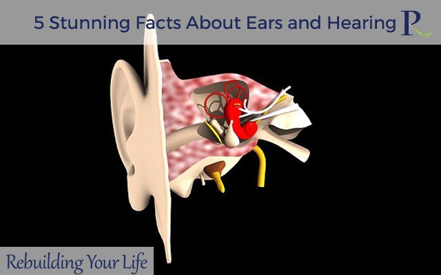 5 Stunning Facts About Ears and Hearing