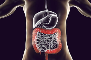 The role of the colon