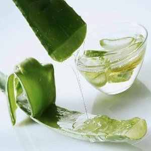 Where to find Aloe Vera