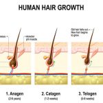 how human har growth