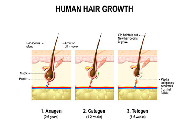 how human hair growth